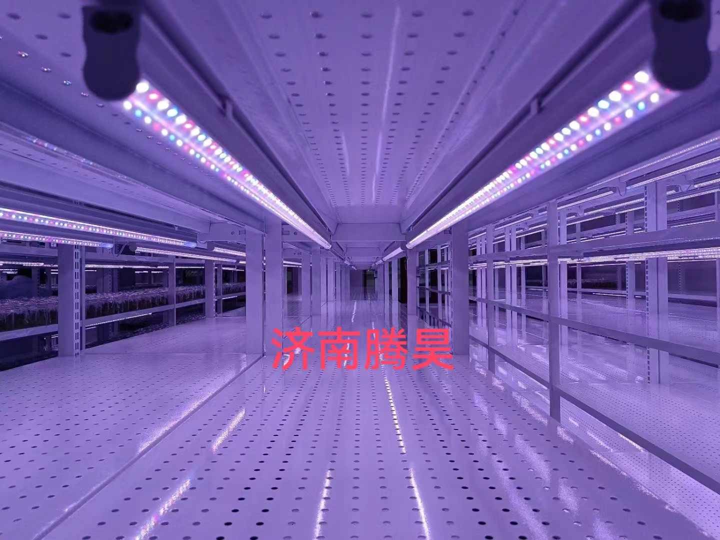 組培架，培養架，光照培養架，組培室設計，組培室無菌凈化